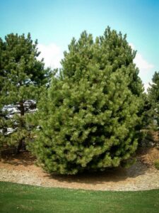 Сосна Чёрная (Pinus Nigra) купить по цене от 270.00р. в интернет-магазине «Посадика» с доставкой почтой в в Тавдае и по всей России – [изображение №1].