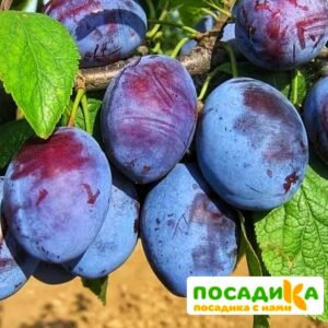 Слива Чачакская ранняя купить по цене от 229.00р. в интернет-магазине «Посадика» с доставкой почтой в в Тавдае и по всей России – [изображение №1].