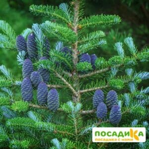 Пихта корейская (Abies koreana) купить по цене от 450.00р. в интернет-магазине «Посадика» с доставкой почтой в в Тавдае и по всей России – [изображение №1].