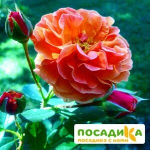 Роза Арабия купить по цене от 350.00р. в интернет-магазине «Посадика» с доставкой почтой в в Тавдае и по всей России – [изображение №1].