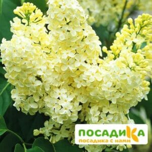 Сирень Примроуз (Primrose) купить по цене от 529.00р. в интернет-магазине «Посадика» с доставкой почтой в в Тавдае и по всей России – [изображение №1].