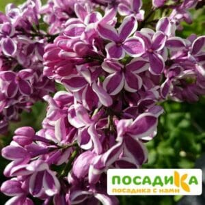 Сирень Сенсация купить по цене от 529.00р. в интернет-магазине «Посадика» с доставкой почтой в в Тавдае и по всей России – [изображение №1].