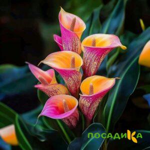 Калла Оникс купить по цене от 450р. в интернет-магазине «Посадика» с доставкой почтой в в Тавдае и по всей России – [изображение №1].