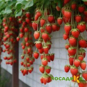 Клубника вьющаяся Комплимент купить по цене от 470р. в интернет-магазине «Посадика» с доставкой почтой в в Тавдае и по всей России – [изображение №1].