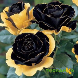 Роза Ханни Сикл купить по цене от 700р. в интернет-магазине «Посадика» с доставкой почтой в в Тавдае и по всей России – [изображение №1].