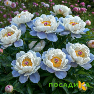 Пион акварельный Этюд купить по цене от 806р. в интернет-магазине «Посадика» с доставкой почтой в в Тавдае и по всей России – [изображение №1].