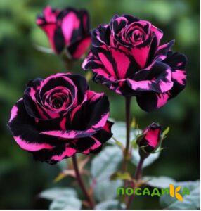 Роза Багровый Шепот купить по цене от 366р. в интернет-магазине «Посадика» с доставкой почтой в в Тавдае и по всей России – [изображение №1].
