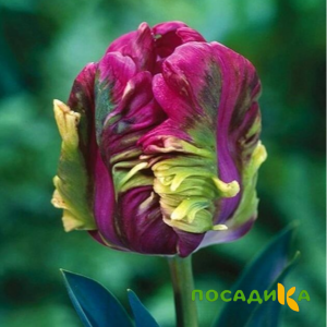 Тюльпан Экзотик Хэвен купить по цене от 186р. в интернет-магазине «Посадика» с доставкой почтой в в Тавдае и по всей России – [изображение №1].