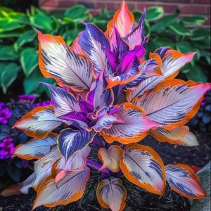 Хоста Эмеральд Тиара купить по цене от 602р. в интернет-магазине «Посадика» с доставкой почтой в в Тавдае и по всей России – [изображение №1].