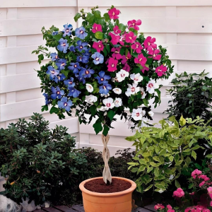 Гибискус-Дерево Триколор купить по цене от 289р. в интернет-магазине «Посадика» с доставкой почтой в в Тавдае и по всей России – [изображение №1].