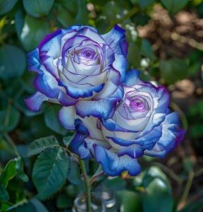 Роза Пэтолз Хоуп купить по цене от 333р. в интернет-магазине «Посадика» с доставкой почтой в в Тавдае и по всей России – [изображение №1].