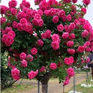 Роза Версаля купить по цене от 232р. в интернет-магазине «Посадика» с доставкой почтой в в Тавдае и по всей России – [изображение №1].