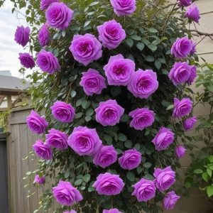 Роза Мистик Уайт купить по цене от 620р. в интернет-магазине «Посадика» с доставкой почтой в в Тавдае и по всей России – [изображение №1].