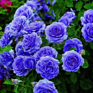 Роза Блю Мун купить по цене от 450р. в интернет-магазине «Посадика» с доставкой почтой в в Тавдае и по всей России – [изображение №1].