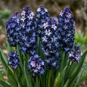 Гиацинт Блум Клауд купить по цене от 2099р. в интернет-магазине «Посадика» с доставкой почтой в в Тавдае и по всей России – [изображение №1].