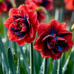 Нарцисс Эрличе купить по цене от 386р. в интернет-магазине «Посадика» с доставкой почтой в в Тавдае и по всей России – [изображение №1].