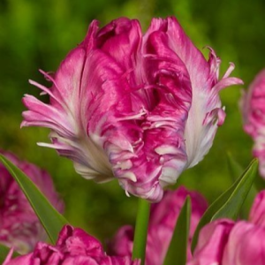 Тюльпан махровый Кул Кристал купить по цене от 400р. в интернет-магазине «Посадика» с доставкой почтой в в Тавдае и по всей России – [изображение №1].