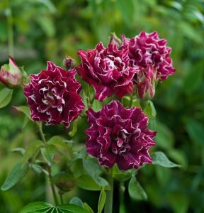 Роза Опаловый Пейзаж купить по цене от 490р. в интернет-магазине «Посадика» с доставкой почтой в в Тавдае и по всей России – [изображение №1].