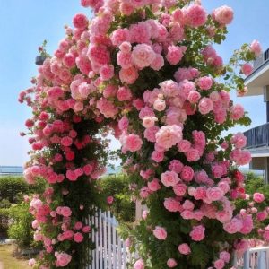 Роза Пастель Розе купить по цене от 605р. в интернет-магазине «Посадика» с доставкой почтой в в Тавдае и по всей России – [изображение №1].