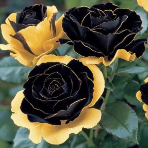 Роза Ханни Сикл купить по цене от 700р. в интернет-магазине «Посадика» с доставкой почтой в в Тавдае и по всей России – [изображение №1].