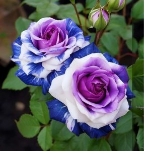 Роза Айвори Каскад купить по цене от 420р. в интернет-магазине «Посадика» с доставкой почтой в в Тавдае и по всей России – [изображение №1].