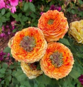 Роза Золотой Мираж купить по цене от 420р. в интернет-магазине «Посадика» с доставкой почтой в в Тавдае и по всей России – [изображение №1].